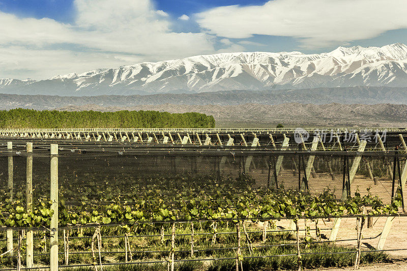 阿根廷门多萨葡萄酒产区的Lujan de Cuyo葡萄园。